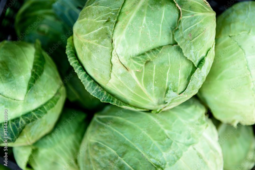 Fototapeta premium Harvesting cabbage. Fresh cabbage in black box.