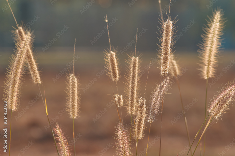 Wilted fountain grass on sunny day Wilted fountain grass on sunny day