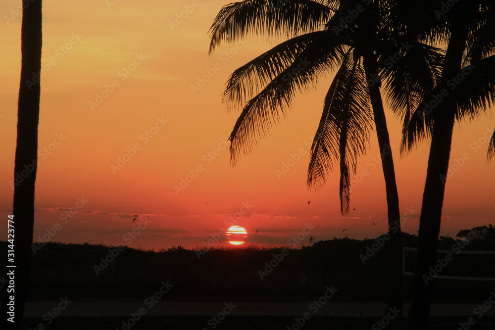 Silhouette of palm trees and birds with a orange and red sky as the sun rises over the horizon through the clouds