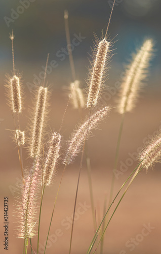 Wilted fountain grass on sunny day