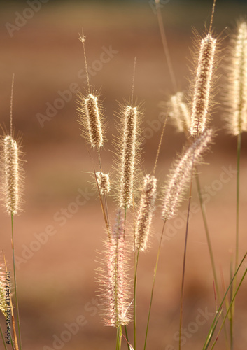 Wilted fountain grass on sunny day