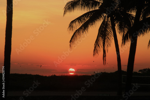 Silhouette of palm trees and birds with a orange and red sky as the sun rises over the horizon through the clouds