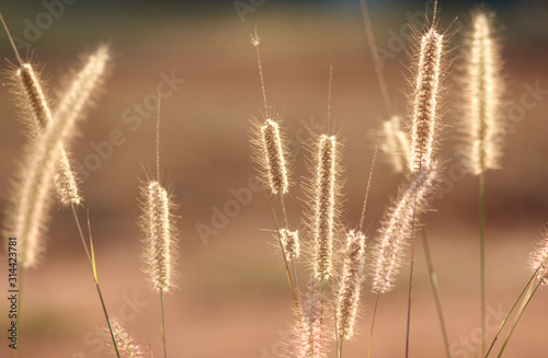 Wilted fountain grass on sunny day