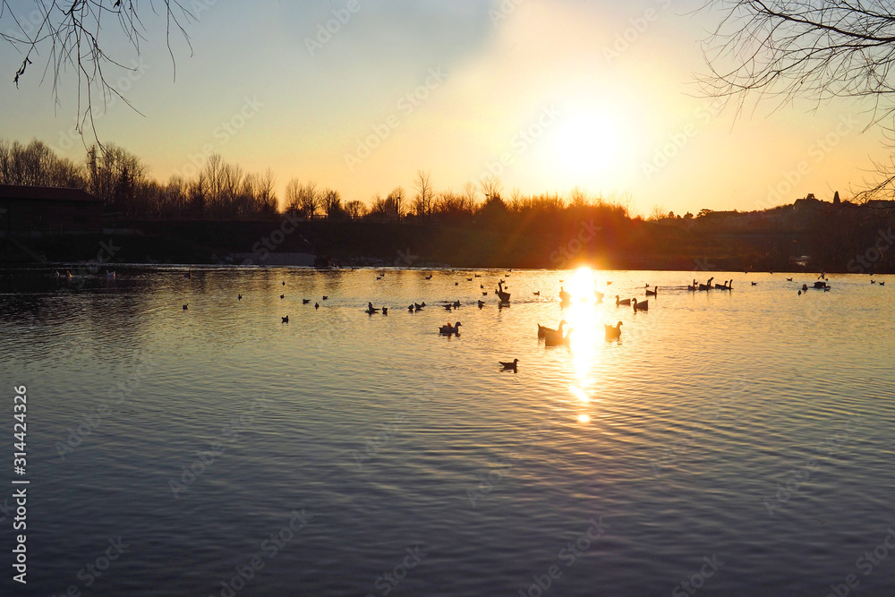 River landscaepe at sunset with water birds. River Serio near Bergamo, Italy. River landscaepe at sunset with water birds. River Serio near Bergamo, Italy.