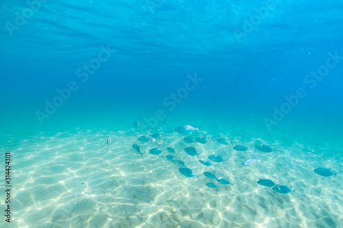 group of fish swim in the clear sea.