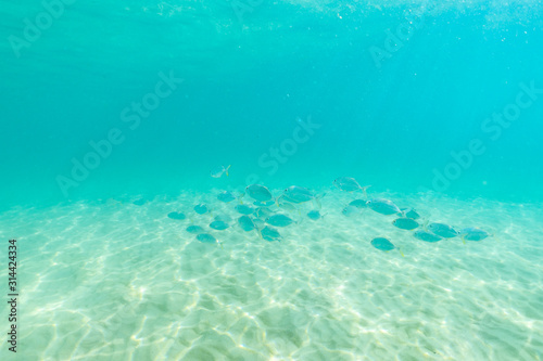 group of fish swim in the clear sea.