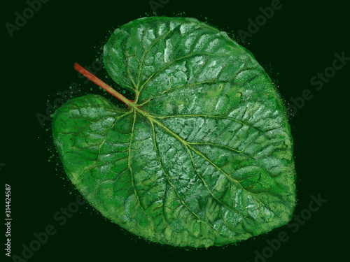 Mexican Pepperleaf (Hoja Santa) Illustration photo