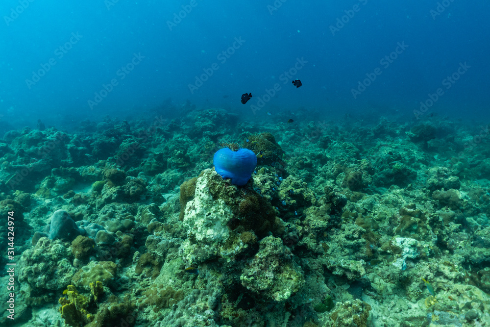 Fototapeta premium underwater scene with coral reef and Beautiful clown fish in the sea anemone,Sea in southern Thailand.