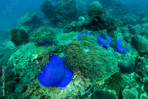underwater scene with coral reef and Beautiful clown fish in the sea anemone,Sea in southern Thailand.