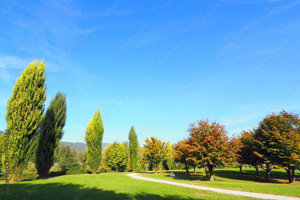 Public park with poplar trees near Bergamo, Italy