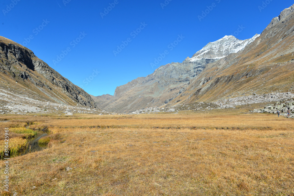 yellow grass in alpine valley and view on rocky mountain under beautiful clear sky