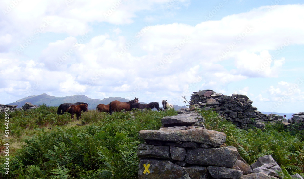 chevaux potock Pays basque, dans les Pyrénées
