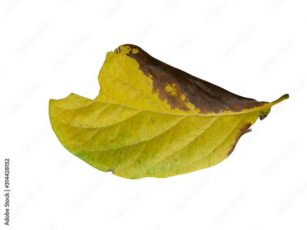 Fototapeta premium isolated dry leaves with clopping path on white background