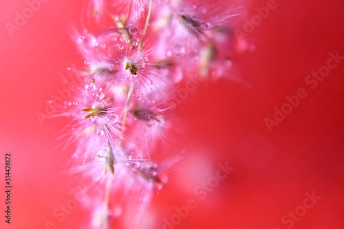 closeup of red flower