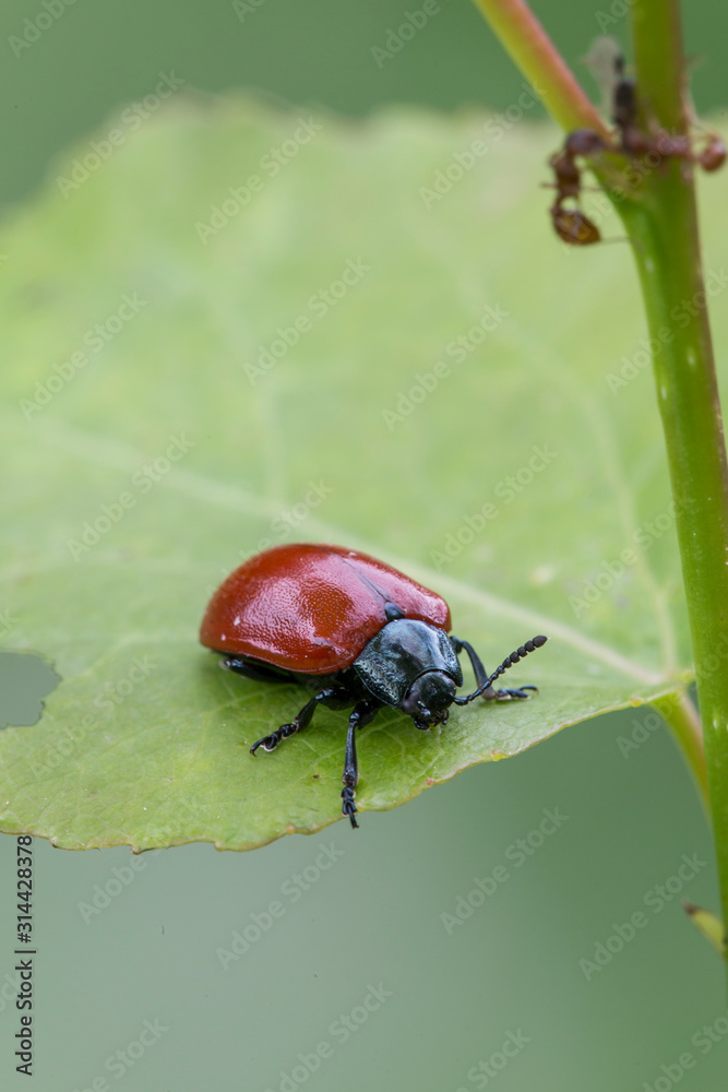 Leaf beetle Chrysomela tremula Leaf beetle Chrysomela tremula