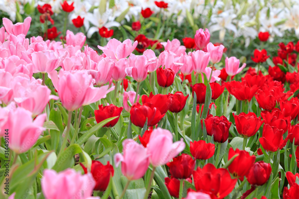 Pink Tulips and Red tulips blooming with blur background of white lilly in the garden Pink Tulips and Red tulips blooming with blur background of white lilly in the garden