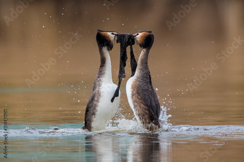 Great Crested Grebe Courtship Weed Dance
