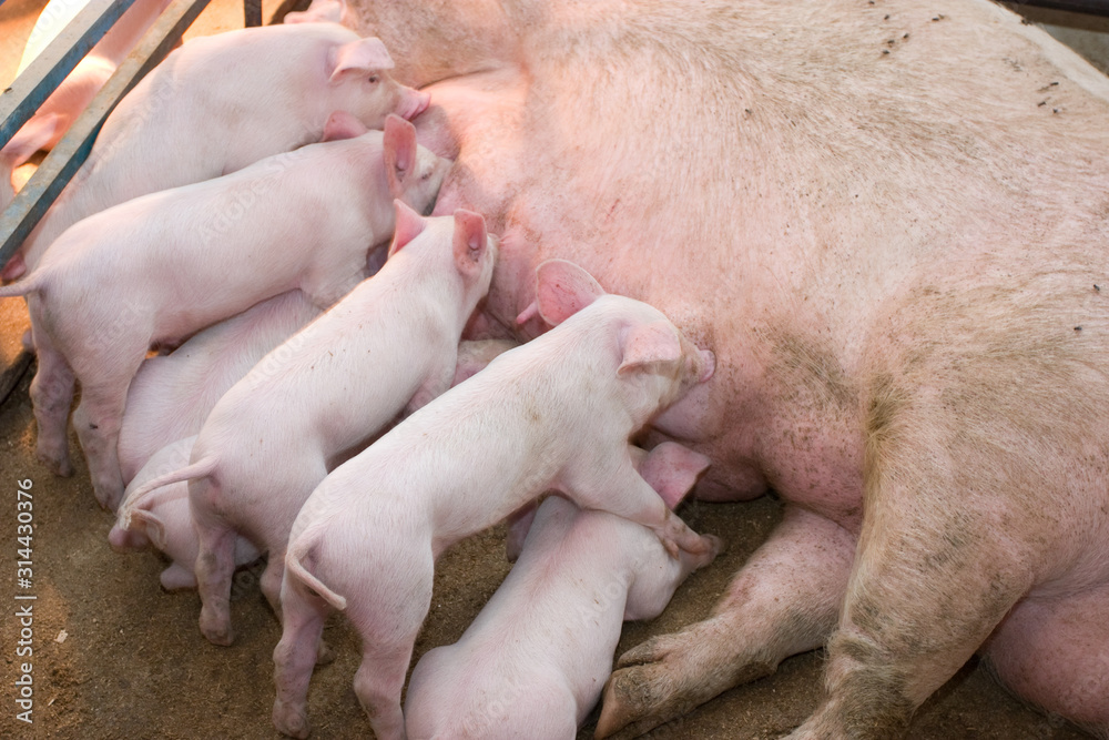 Newborn piglets feeding from mother pig in the farm. .Suckling piglets suckling a sow farm. Newborn piglets feeding from mother pig in the farm. .Suckling piglets suckling a sow farm.