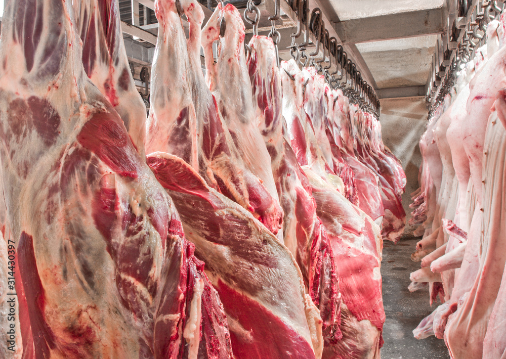 A lot of chopped fresh raw pork meat hanging and arrange and processing deposit in a refrigerator, in a meat factory.