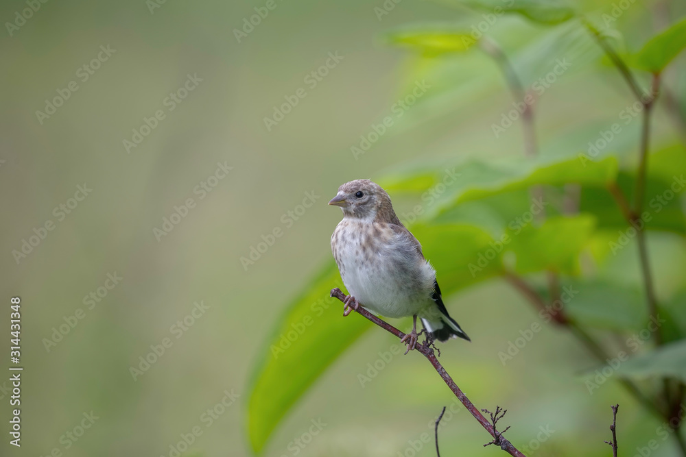 female European Goldfinch (Carduelis carduelis) sits on a branch of grass female European Goldfinch (Carduelis carduelis) sits on a branch of grass