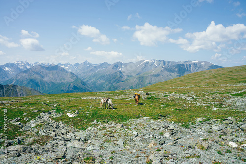 Two beautiful horses is grazing on green alpine meadow among big snowy mountains. Wonderful scenic landscape of highland nature with horses. Vivid mountain scenery with pack horses and giant glaciers.