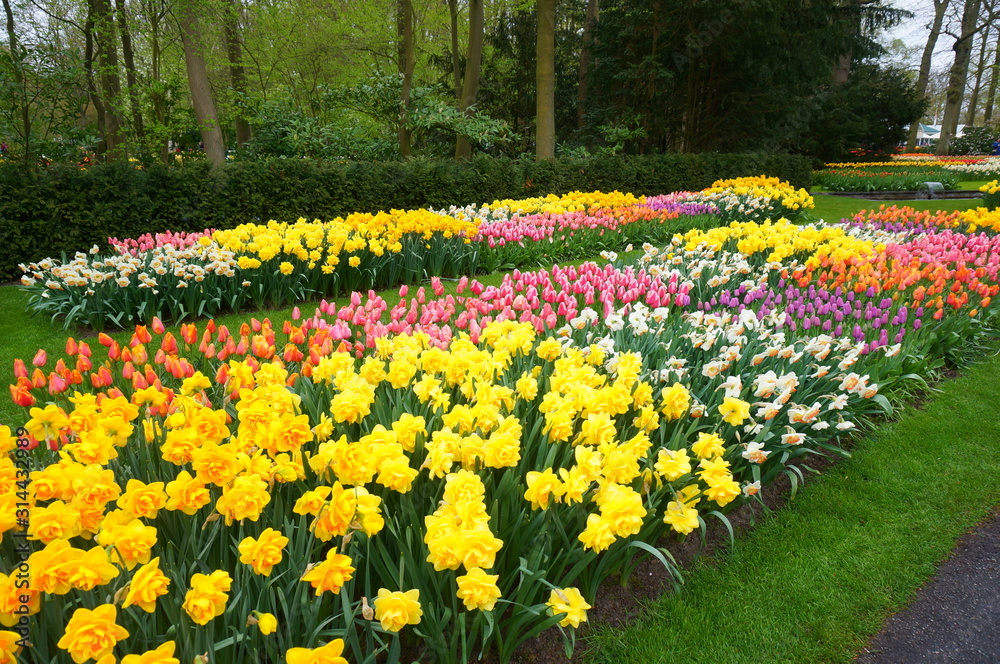 Keukenhof garden in netherlands Keukenhof garden in netherlands