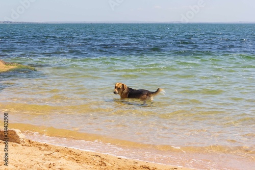 a mongrel dog cools in seawater on a hot summer day