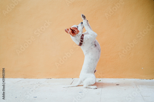Photography cute jack russel dog standing on two legs over yellow background