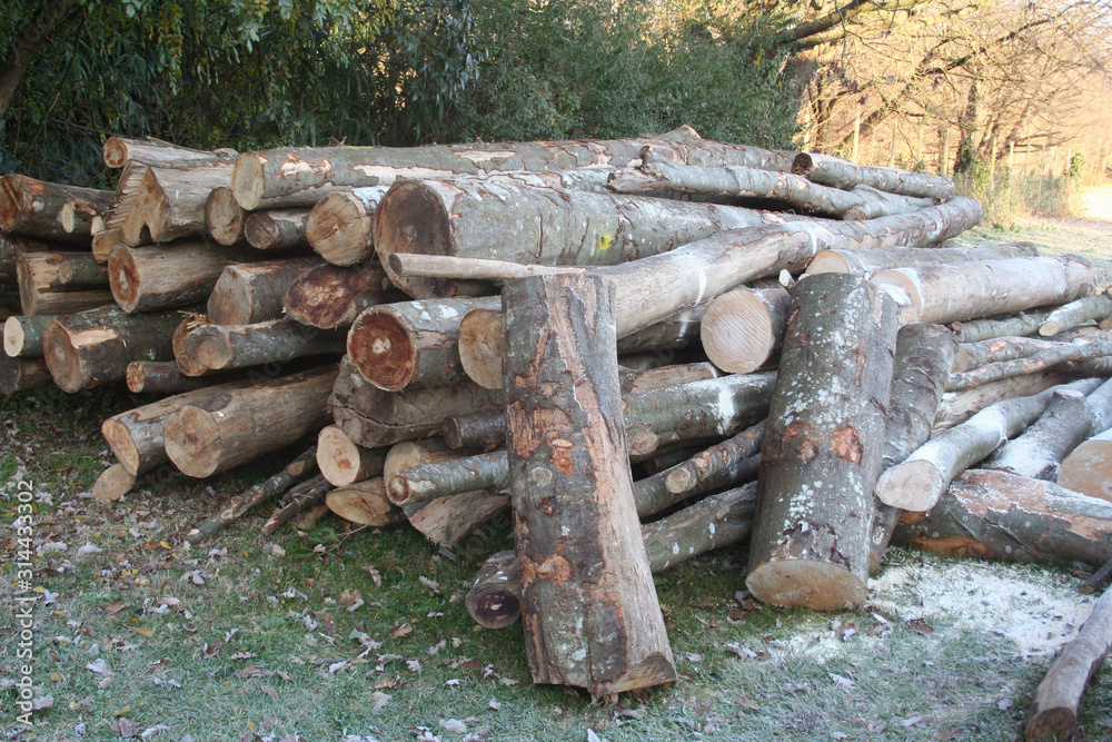 Stack of tree trunk. Firewood ready for winter season Stack of tree trunk. Firewood ready for winter season