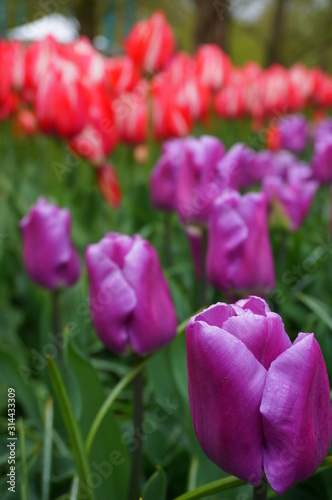 Keukenhof garden in netherlands