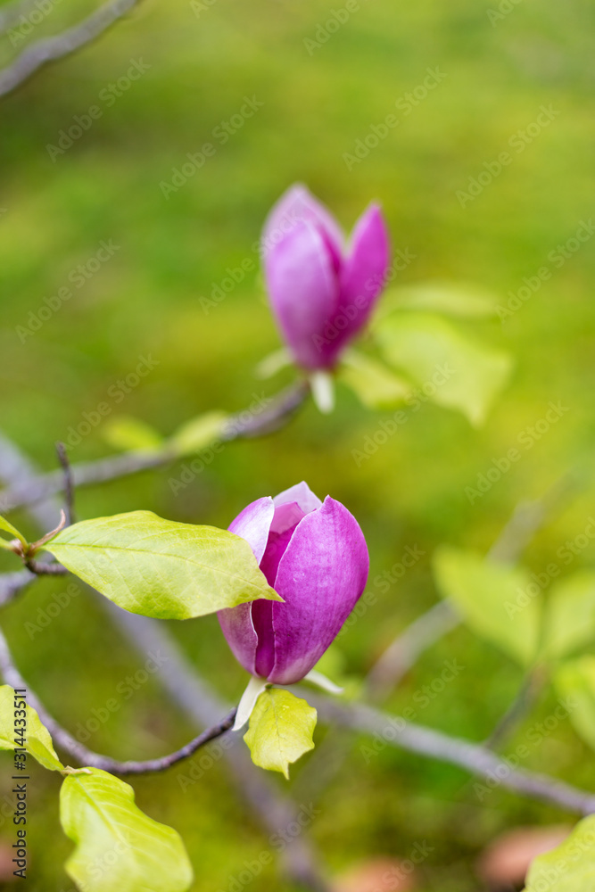 Flowers of magnolia in the spring