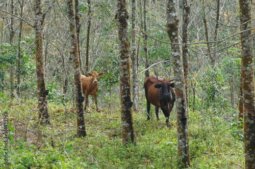 Cow In The Deep Jungle
