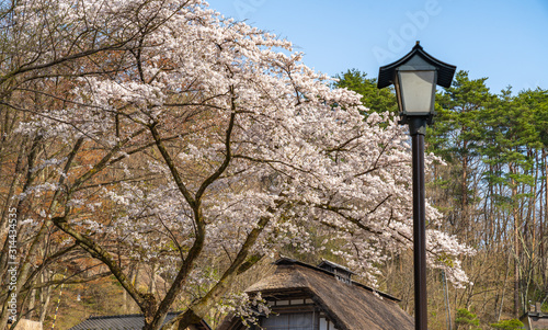 Michinoku Folklore Village in springtime season sunny day. Kitakami Tenshochi Park cherry blossoms Matsuri festival. Kitakami, Iwate Prefecture, Japan photo