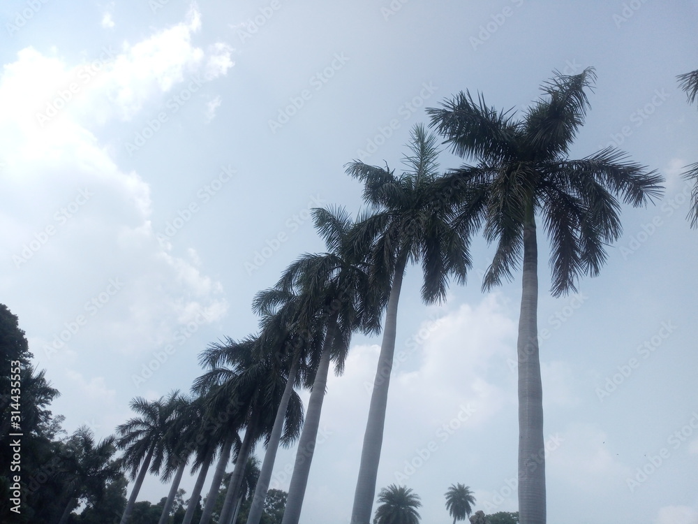 Fototapeta premium palm trees and blue sky