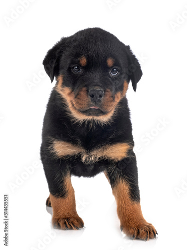 puppy rottweiler in studio