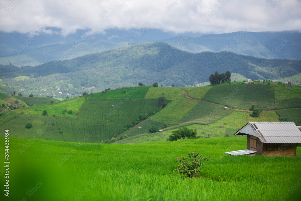 Obraz premium fresh green terrace paddy rice field over the mountain range and beautiful organics agriculture landscape , travel in Chiang Mai,Thailand 