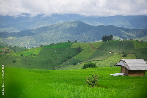 fresh green terrace paddy rice field over the mountain range and beautiful organics agriculture landscape , travel in Chiang Mai,Thailand 