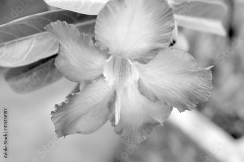 closeup of white flower