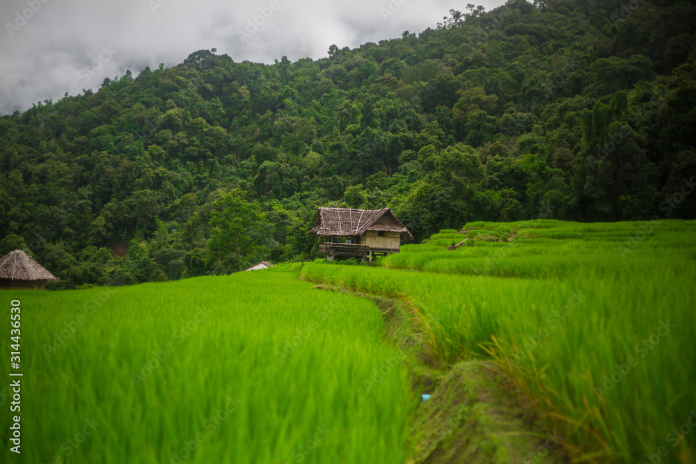 fresh green terrace paddy rice field over the mountain range and beautiful organics agriculture landscape , travel in Chiang Mai,Thailand
