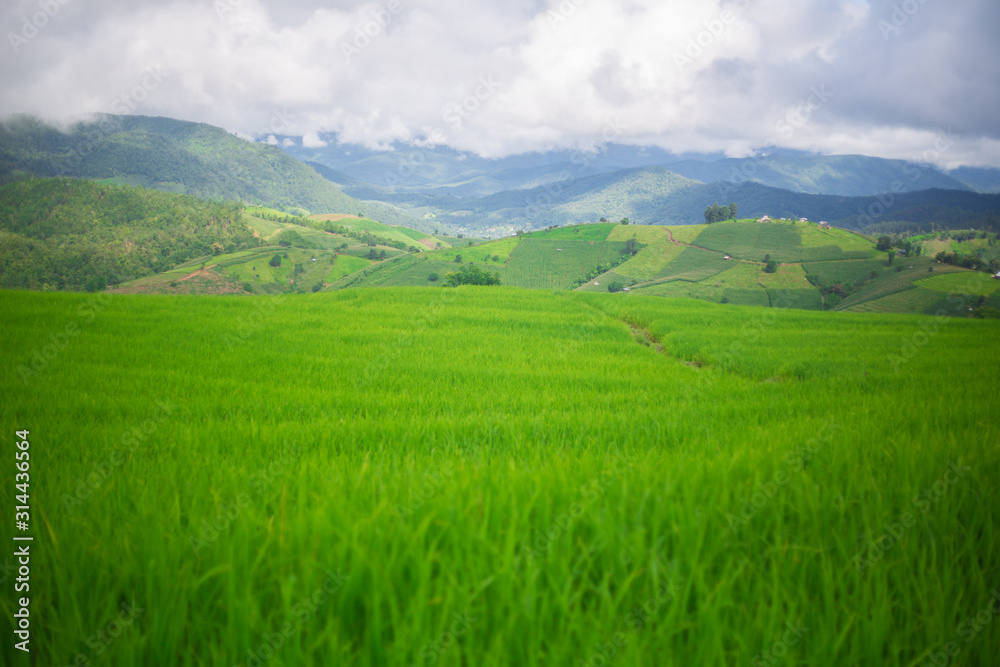 fresh green terrace paddy rice field over the mountain range and beautiful organics agriculture landscape , travel in Chiang Mai,Thailand
