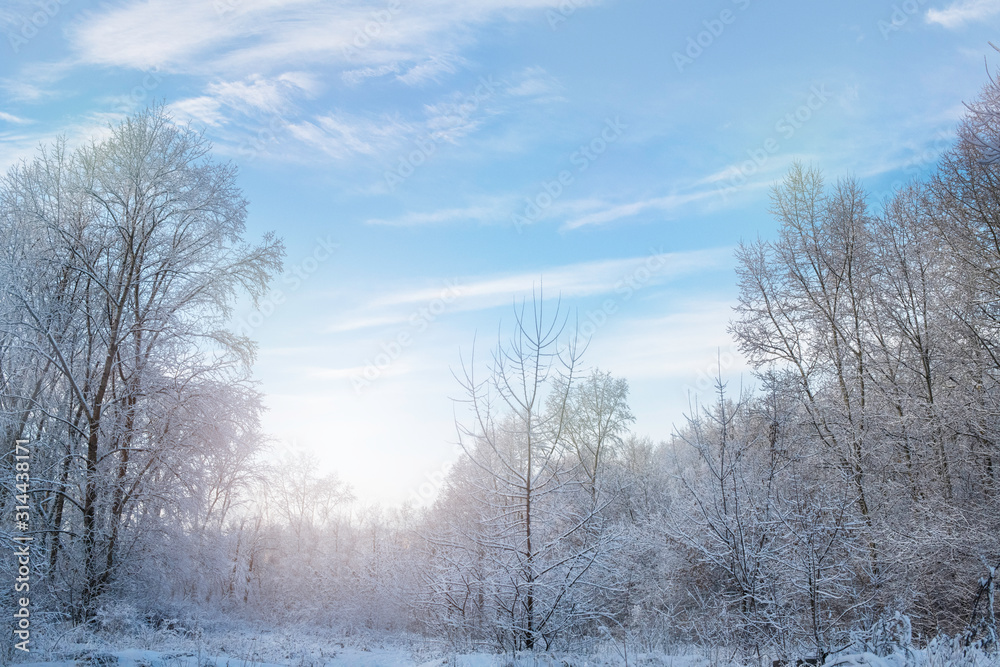 Beautiful winter frosty landscape with snow-covered white trees, snowdrifts and sunlight with a blue fairy-tale sky. Beautiful winter frosty landscape with snow-covered white trees, snowdrifts and sunlight with a blue fairy-tale sky.