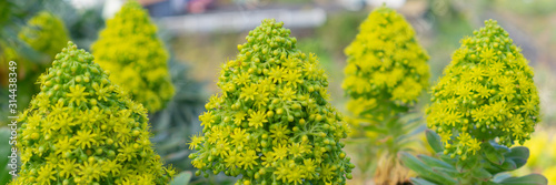 The golden aeonium in a garden photo