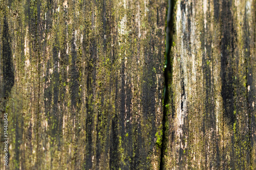 Closeup texture of tree bark. Pattern of natural tree bark background. Rough surface of trunk. Green moss and lichen on natural wood. Dirt skin of wooden. Grey  brown  and green nature background.