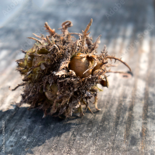 Chestnut in an open peel in Vienna park.