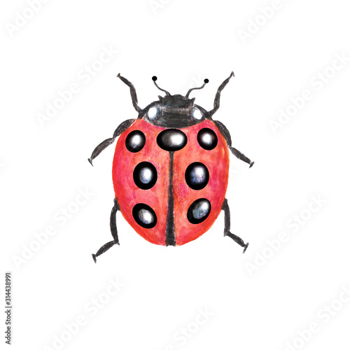red ladybug closeup, watercolor hand drawn illustration isolated on white background  © Liubov