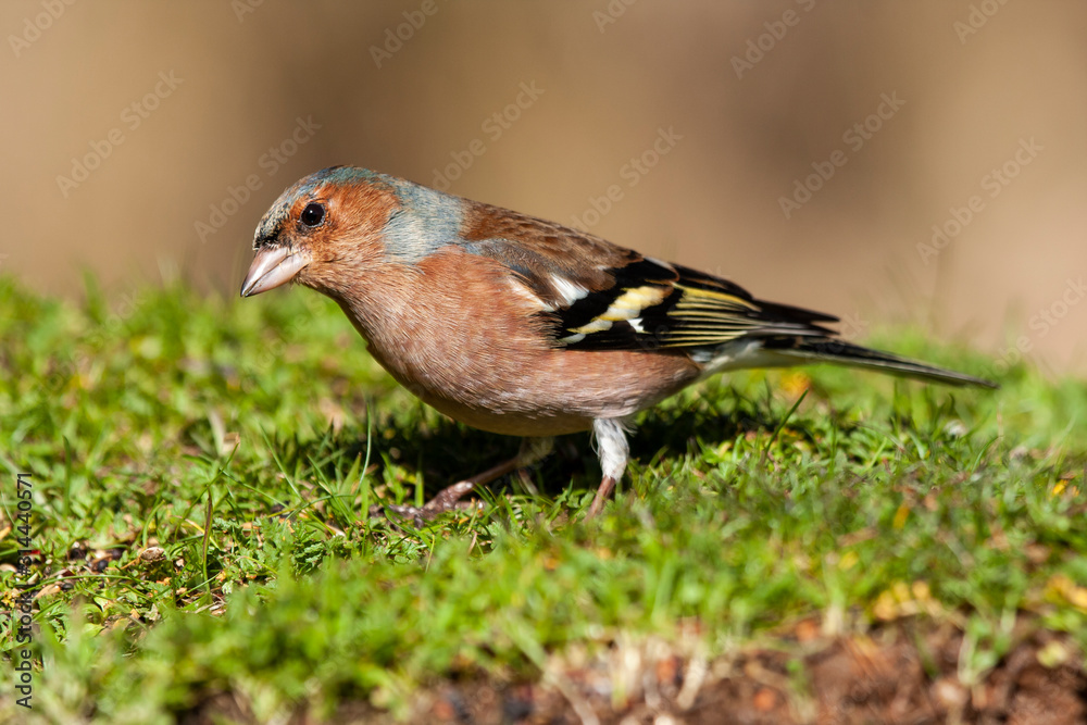 Common finch Fringilla coelebs, eating on the ground. Leon, Spain