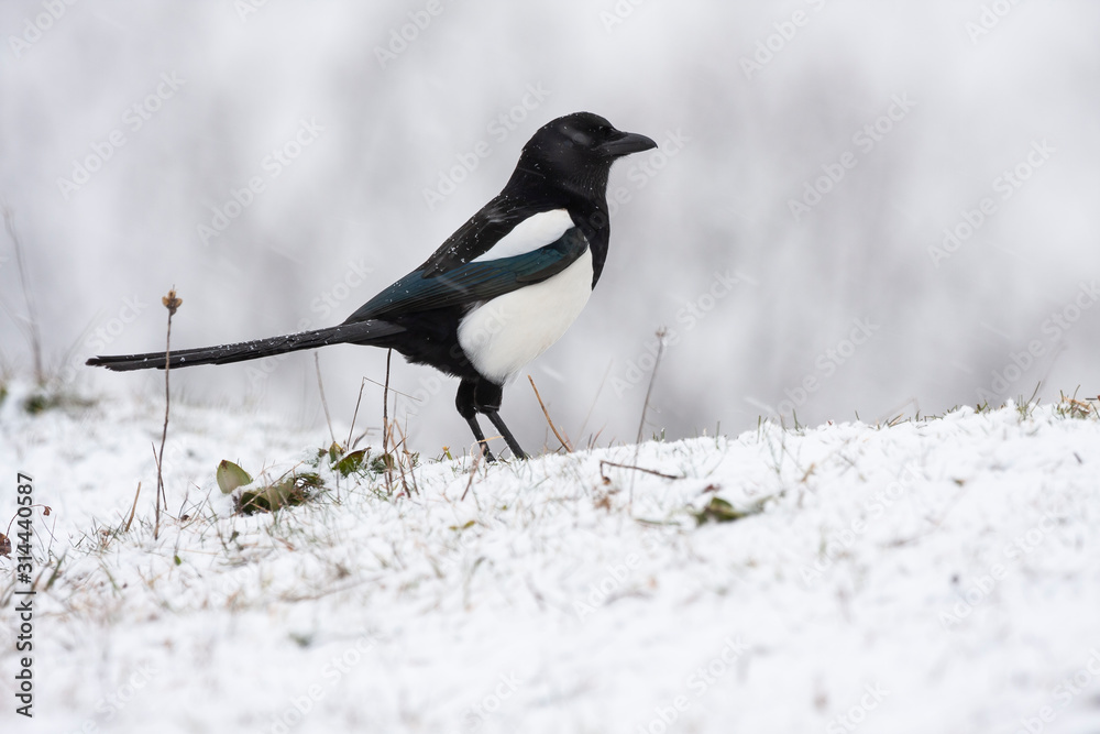 Common magpie, pica pica, perched on the snowy ground. Leon, Spain Common magpie, pica pica, perched on the snowy ground. Leon, Spain