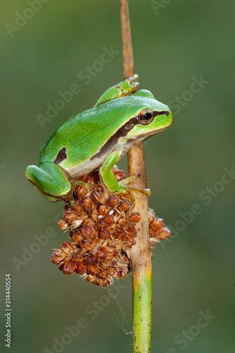 San Antonio's frog (Hyla arborea) climbing a reed. Leon, Spain