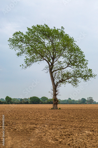 A lone tree in a ploughed field  on a spring day in Sussex