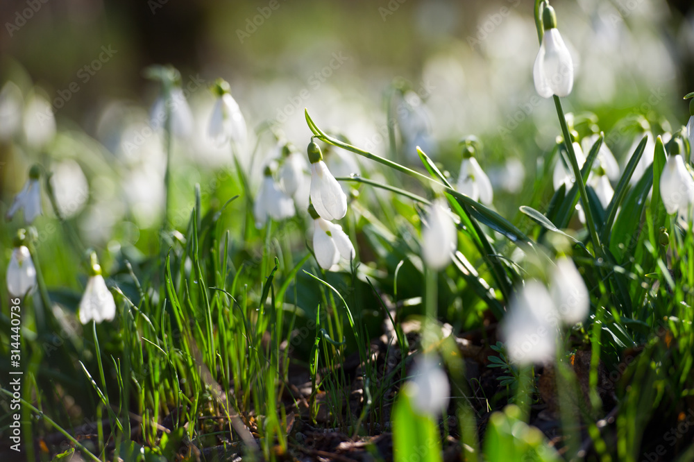Obraz premium Snowdrop or common snowdrop (Galanthus nivalis) flowers.Snowdrops after the snow has melted. In the forest in the wild in spring snowdrops bloom.